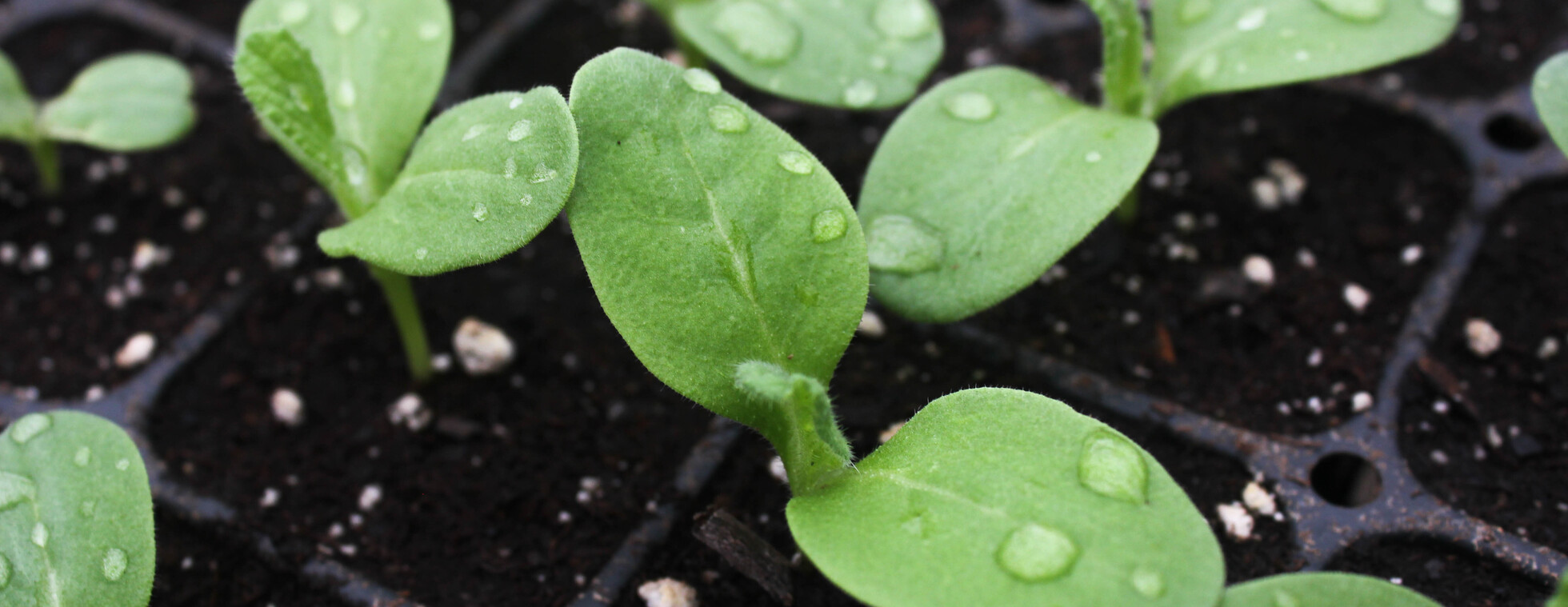 Watering Your Plants: Hand Watering & Small Scale Irrigation
